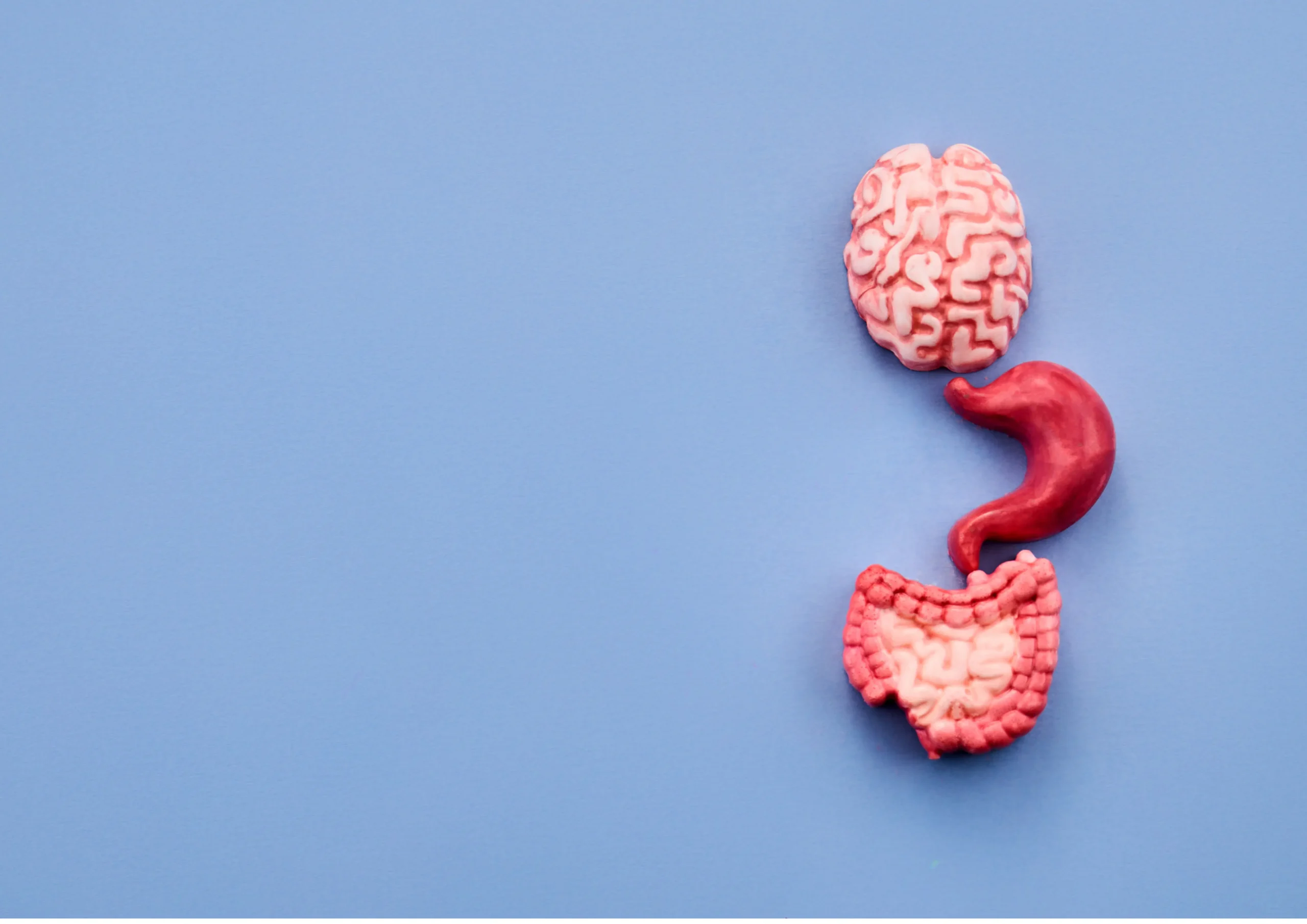 Brain gut and digestive system connection